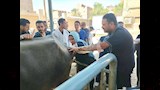 الطب البيطري