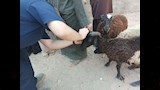 الطب البيطري