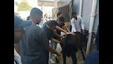 الطب البيطري