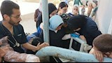 الطب البيطري