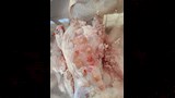 ضبط طن دواجن مجهولة المصدر (4)
