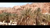 اشجار النخيل _16