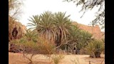 الأشجار  بالواحة _15