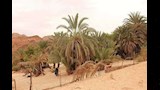الأشجار _14