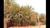 نمو الأشجار والنباتات _2
