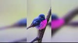 طائر أبو الحناء الوردي (1)