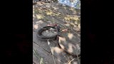 ثعبان كوبرا تم قتله_4