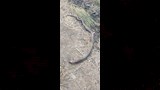 ثعبان كوبرا بعد التخلص منه_3