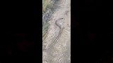 جانب من التعامل مع ثعبان كوبرا_5