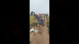 مزارع آخر خلال عثوره على ثعبان كوبرا_7