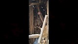 شهود عيان يروون لحظات انهيار منزل ومصرع عروس وشقيقتيها بأسيوط (3)
