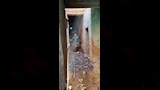 داليا عروس أسيوط تحت أنقاض منزلها المدمر (11)