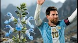 إطلاق اسم ميسي على نوع جديد من النباتات المهددة بالانقراض