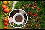 القهوة والطماطم- هذا ما يحدث في الكبد عند تناولهما يوميًا