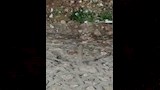 الصور المتداولة