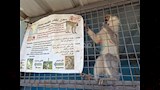 النسناس