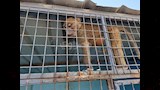 نوع من النسناس