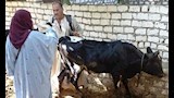 الكشف على الثروة الحيوانية