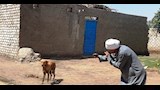 تحصين كلب حر