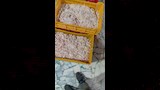 مجزئات الدواجن