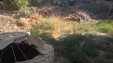 عين البلد بالفرافرة (5)