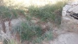عين البلد بالفرافرة (7)