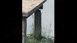 شكاوى من تهالك كوبري بهناي بالباجور  (3)