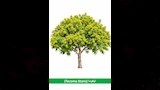 تخضير القاهرة (2)