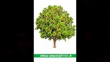 تخضير القاهرة (1)