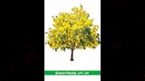 تخضير القاهرة (3)
