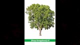 تخضير القاهرة (9)