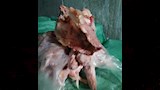 الطب البيطري يضبط 3 أطنان هياكل دواجن فاسدة بالخصوص (4)
