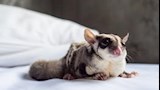 السنجاب الطائر