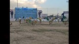لحظة افتتاح مهرجان الخيول العربية في محافظة الشرقية الأصيلة (11)