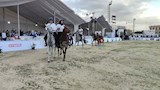 حفل افتتاح مهرجان الشرقية للخيول العربية الـ30 (13)