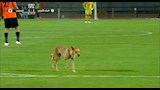 كلب في مباراة البنك والمصري