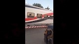 سائق قطار بأسوان يمنع كارثة ويوقف رحلته لعبور مزارع وبقرته (6)