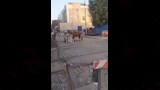 المزارع وبقرته