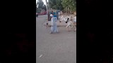 سائق قطار بأسوان يمنع كارثة ويوقف رحلته لعبور مزارع وبقرته (8)