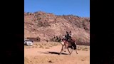 سباق هجن