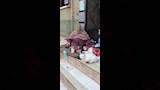 تطعم القطط يوميا