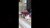 تطعم القطط يوميا