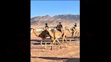 الهجن _3