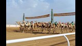 سباق الهجن _5