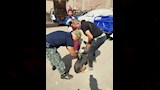 الطب البيطري (2)