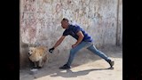 الطب البيطري (10)