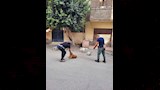 الطب البيطري (13)