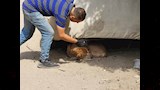 الطب البيطري (11)