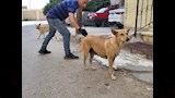 صور- بيان مهم من وزارة الزراعة بشأن التعامل مع الكلاب