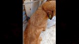 الطب البيطري (22)